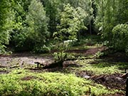Bild Kleinmoore im Grunewald