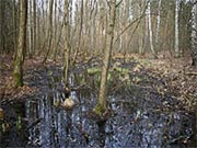 Bild Hohe Wasserstände mit zeitweiligem Überstau kennzeichnen die Böden der Pelzlaake