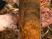 Bild Braunmoostorf