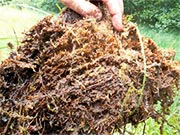 Bild Braun- und Torfmoosen im Zentrum des Barssees
