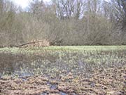 Bild Seggenried in der Bäkewiese