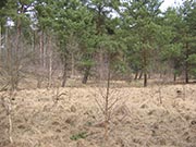 Bild Ausgetrocknete Mooroberfläche im Großen Fenn/Forst Düppel