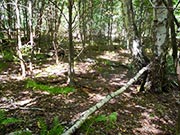 Bild Mischwald im Pechsee