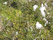 Bild Torfmoos-Wollgrasried in der Kleinen Pelzlaake