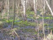 Vitales Sphagnum als Torfbildner aufgrund flurnaher Wasserst�nde im Zentrum des �stlichen Moorarmes der Krummen Laake