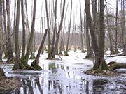 Erlenbruchwald mit Überstau im Großen Rohrpfuhl