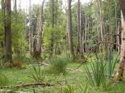 Feuchtwald im Großen Rohrpfuhl