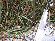 Überstautes Schilfröhricht mit Muddebildung im Wartenberger / Falkenberger Luch